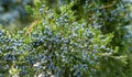 Close-up of beautiful branch of Juniperus virginiana tree or Pencil Cedar with lot ripe blue berries. Selective focus of blue frui