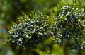 Close-up of beautiful branch of Juniperus virginiana tree or Pencil Cedar with lot ripe blue berries. Selective focus of blue frui