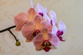Close-up of of beautiful branch white orchids with purple stripes. Phalaenopsis, Moth Orchid are located on gentle worm bright br Royalty Free Stock Photo