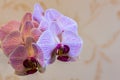 Close-up of of beautiful branch white orchids with purple stripes. Phalaenopsis, Moth Orchid are located on gentle worm bright br Royalty Free Stock Photo