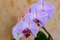 Close-up of of beautiful branch white orchids with purple stripes. Phalaenopsis, Moth Orchid are located on gentle worm bright bro Royalty Free Stock Photo