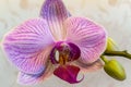 Close-up of of beautiful branch white with purple stripes orchid. Phalaenopsis, Moth Orchid located on warm bright brown blurry ba Royalty Free Stock Photo