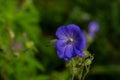 Close up beautiful bright blue Geranium pretense or Meadow Cranesbill wild flower