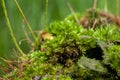 close up beautiful bright Green moss grown up cover the rough stones and on the floor in the forest Royalty Free Stock Photo