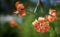 Close up of a beautiful bright orange dotted tiger lily on the blurred background Royalty Free Stock Photo