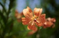 Close up of a beautiful bright orange dotted tiger lily on the blurred background Royalty Free Stock Photo