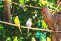 Close-up of beautiful bright parrots or melopsittacus undulatus perched on a wooden branch Royalty Free Stock Photo