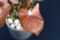 Close up of a bright pink exotic Syngonium Podophyllum Arrow Head vine plant leaf on dark background Royalty Free Stock Photo