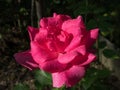 Close up of beautiful bright pink - fuchsia  rose with dew drops on petals in bright sunlight. Detailed, round water droplets on Royalty Free Stock Photo