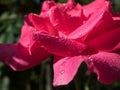 Close up of beautiful bright pink rose petals with dew drops in bright sunlight. Detailed, round water droplets on all rose petals Royalty Free Stock Photo