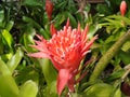 Tropical Bromeliad. Close up of its beautiful bright redish flower amidst green leaves.