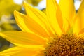 Close-up of Beautiful Bright Sunflower. Summer Flower Background. Royalty Free Stock Photo