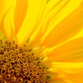 Close-up of Beautiful Bright Sunflower. Summer Flower Background. Royalty Free Stock Photo