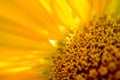 Close-up of Beautiful Bright Sunflower. Summer Flower Background.