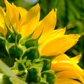 Close-up of Beautiful Bright Sunflower. Summer Flower Background. Royalty Free Stock Photo