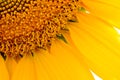 Close-up of Beautiful Bright Sunflower. Summer Flower Background. Royalty Free Stock Photo