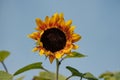Close-up of a beautiful bright yellow sunflower against a summer blue sky Royalty Free Stock Photo