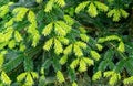 Close-up of beautiful bright young needles on dark green branches of coniferous tree fir Abies nordmanniana Royalty Free Stock Photo