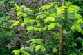 Close-up of beautiful bright young needles on dark green branches of coniferous tree fir Abies nordmanniana Royalty Free Stock Photo