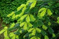 Close-up of beautiful bright young needles on dark green branches of coniferous tree fir Abies nordmanniana Royalty Free Stock Photo