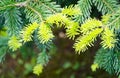 Close-up of beautiful bright young needles on dark green branches of coniferous tree fir Abies nordmanniana Royalty Free Stock Photo