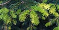 Close-up of beautiful bright young needles on dark green branches of coniferous tree fir Abies nordmanniana, Royalty Free Stock Photo