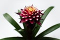 Close-up of beautiful bromelia flower on white background. Royalty Free Stock Photo