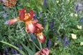 Close up of beautiful bronze and amber coloured iris flower photographed against green foliage