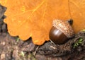 Close up of beautiful brown acorn laying on oak tree leaf.