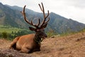 Close-up of a beautiful brown deer Royalty Free Stock Photo