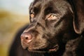 Close-up of Beautiful Brown Dog Head, Snout Of Lab Royalty Free Stock Photo