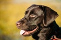 Close-up of Beautiful Brown Dog Head, Snout Of Lab Royalty Free Stock Photo