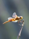 Close-Up of a Beautiful Brown Dragonfly Royalty Free Stock Photo