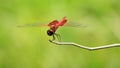 Close-Up of a Beautiful Brown Dragonfly