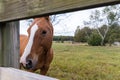 Close-up of Beautiful brown horse looking thru wooden fence on farm Royalty Free Stock Photo