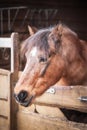 Close up of beautiful brown horse standing alone in barn Royalty Free Stock Photo