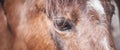 Close up of beautiful brown horse standing alone in barn Royalty Free Stock Photo