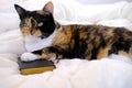 Close-up of beautiful brown tricolor adult smart cat proudly lies on white soft plush blanket, paw on black cover book, family Royalty Free Stock Photo