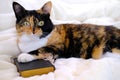 close-up of beautiful brown tricolor adult smart cat proudly lies on white soft plush blanket, paw on black cover book, family