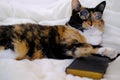 close-up of beautiful brown tricolor adult smart cat in round glasses proudly lies on white soft plush blanket, looks around,