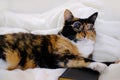 close-up of beautiful brown tricolor adult smart cat in round glasses proudly lies on white soft plush blanket, looks around,