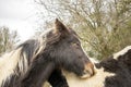 Close up of beautiful brown and white gypsy horse eye and head in Grantham,Uk. Royalty Free Stock Photo