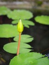 Close-up of a beautiful bud lotus in the potted with nature background Royalty Free Stock Photo