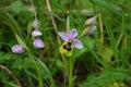 Close-up of a Beautiful Bumblebee Orchid, Ophrys Bombyliflora, Nature, Macro Royalty Free Stock Photo