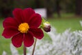 Close up of beautiful burgundy red dahlia flower on natural bac Royalty Free Stock Photo