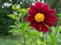 Close up of beautiful burgundy red dahlia flower on natural back Royalty Free Stock Photo