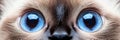 Close-Up of a Beautiful Burmese Cat with Striking Blue Eyes and a Gentle Expression in Soft Light Royalty Free Stock Photo