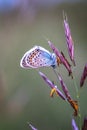 Close up of a beautiful butterfly Common Blue,Polyommatus icaru