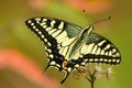 Close up of beautiful butterfly common yellow swallowtail papilio machaon