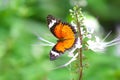 Beautiful butterfly drinking nectar from white flower in garden background Royalty Free Stock Photo